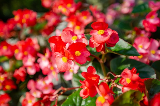 La begonia rossa sta sbocciando nel campo