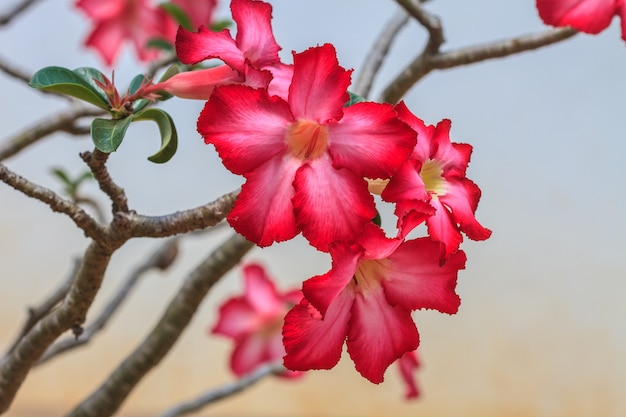 La bella azalea rosa fiorisce il fiore tropicale
