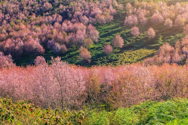 La bella ciliegia himalayana selvatica in prato naturale sull&#39;altopiano in Tailandia.