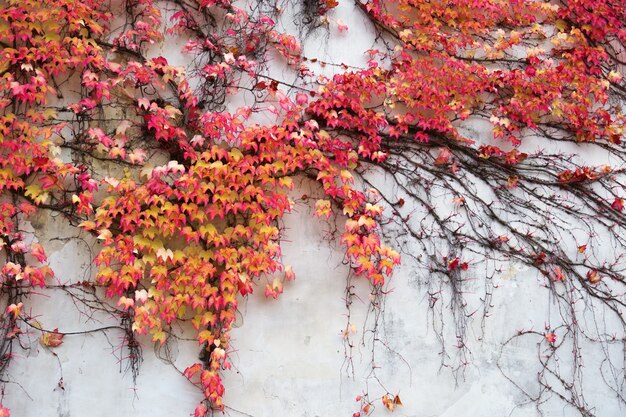 La bella edera rossa autunnale sta reclamando.