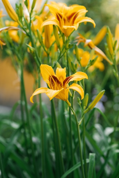 La bella emerocallide gialla fiorisce nel giardino di estate