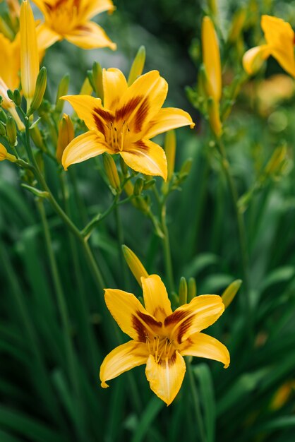 La bella emerocallide gialla fiorisce nel giardino di estate
