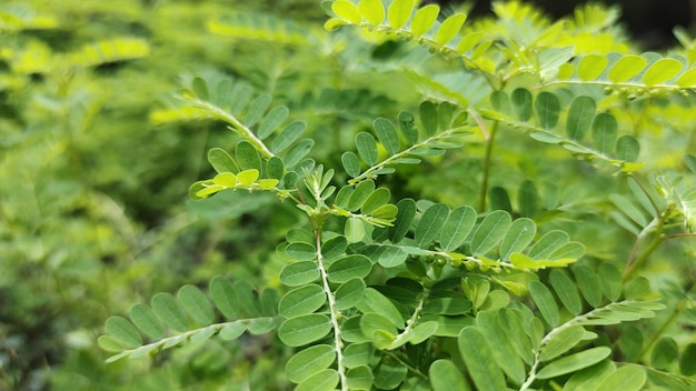 La bella erba verde fuori