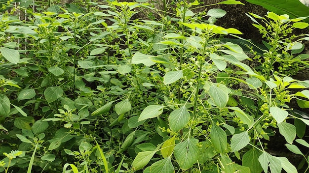 La bella erba verde fuori