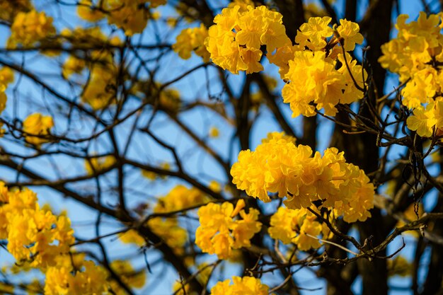 La bella fioritura gialla dorata Tabebuia Chrysotricha fiorisce con il parco nel giorno di primavera al fondo del cielo blu in Thailandia.