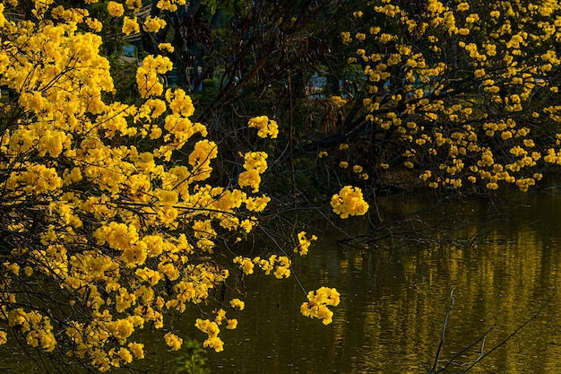 La bella fioritura gialla dorata Tabebuia Chrysotricha fiorisce con il parco nel giorno di primavera al fondo di sera in Tailandia.