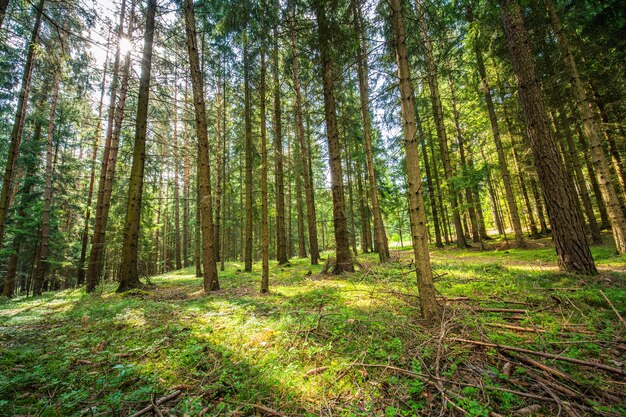 La bella foresta con i raggi di sole del suolo coperti di muschio attraverso gli alberi. Scena della natura di avventura idilliaca