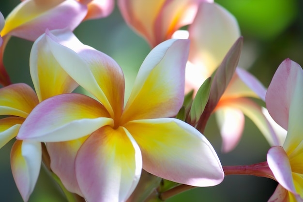 La bella frangipane o la plumeria fioriscono usando nella stazione termale