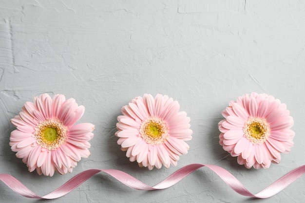 La bella gerbera fiorisce su fondo grigio, spazio per testo