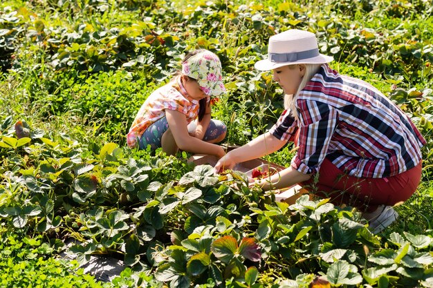 La bella giovane madre caucasica con sua figlia raccoglie le fragole nel campo