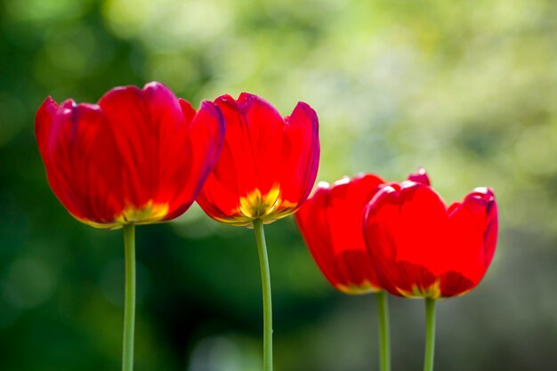 La bella immagine del primo piano della primavera rossa luminosa meravigliosa fiorisce i tulipani sugli alti gambi che fioriscono generosamente sul verde vago in giardino o campo. Bellezza e protezione del concetto di natura.