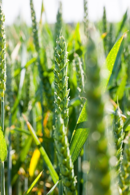 La bella luce solare verde ha illuminato le spighette e le foglie di grano che crescono su un campo agricolo