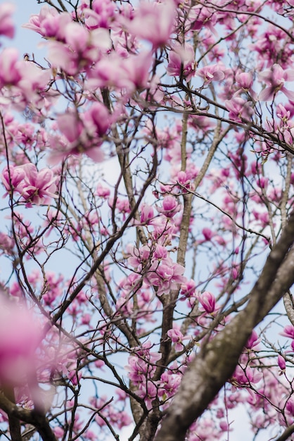 La bella magnolia rosa fiorisce su un albero