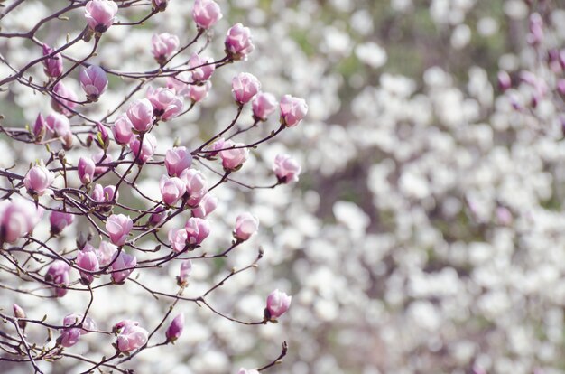 La bella magnolia sboccia in primavera.