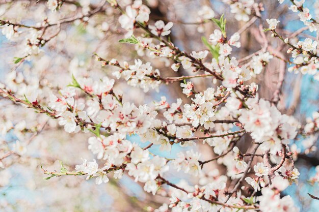 La bella mandorla fiorisce nell'albero con cielo blu dietro in primavera