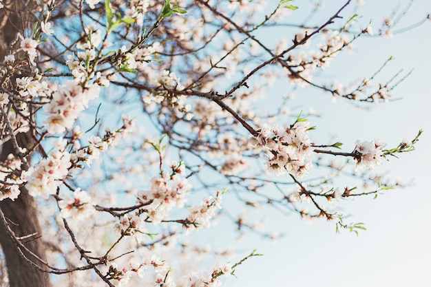 La bella mandorla fiorisce nell'albero con cielo blu dietro in primavera