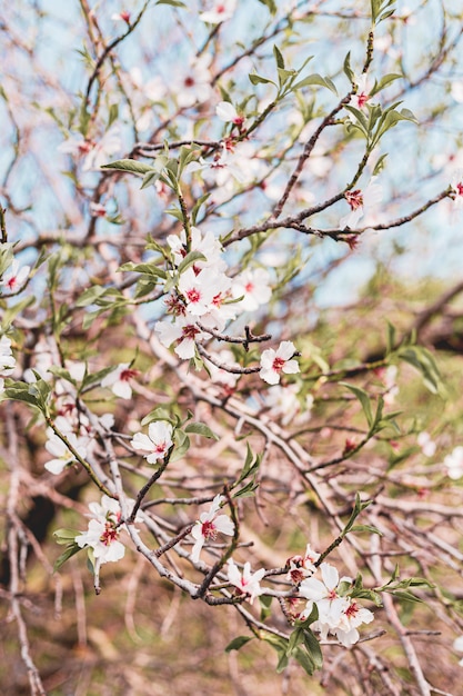 La bella mandorla fiorisce nell'albero con cielo blu dietro in primavera