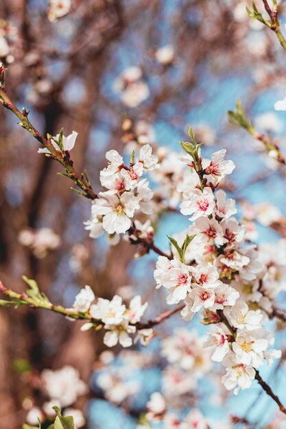 La bella mandorla fiorisce nell'albero con cielo blu dietro in primavera