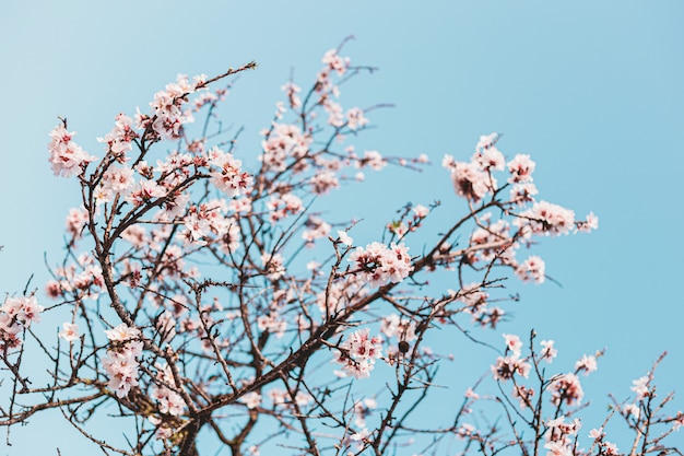 La bella mandorla fiorisce nell'albero con cielo blu dietro in primavera