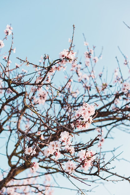 La bella mandorla fiorisce nell'albero con cielo blu dietro in primavera