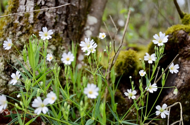 La bella molla fiorisce il colore bianco in foresta.