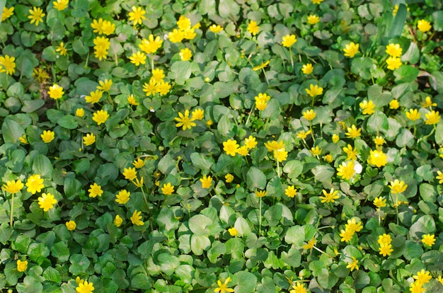 La bella molla gialla fiorisce con le foglie verdi, fondo per progettazione, carta da parati naturale