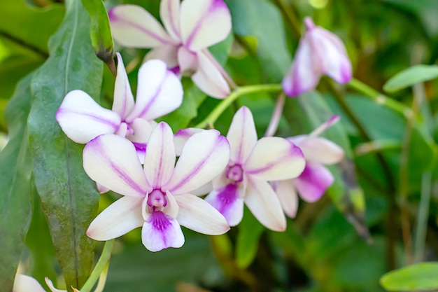 La bella orchidea bianca e le foglie vaghe del fondo porpora modellato delle foglie nel giardino.