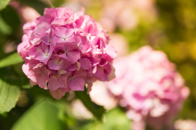 La bella ortensia rosa o il hortensia fioriscono sulla fine soleggiata naturale su. Fiori estivi