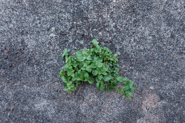 La bella pianta verde cresce attraverso il concetto concreto di ecologia e natura