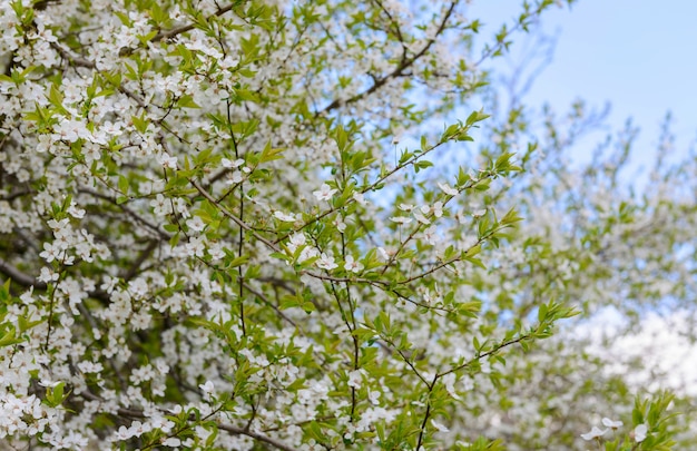 La bella primavera albero in fiore