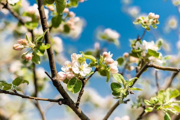 La bella primavera albero in fiore