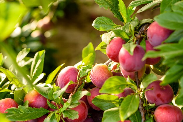 La bella prugna rossa matura fruttifica su un ramo di albero