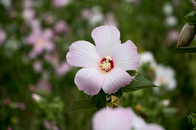 La bella rosa confederata