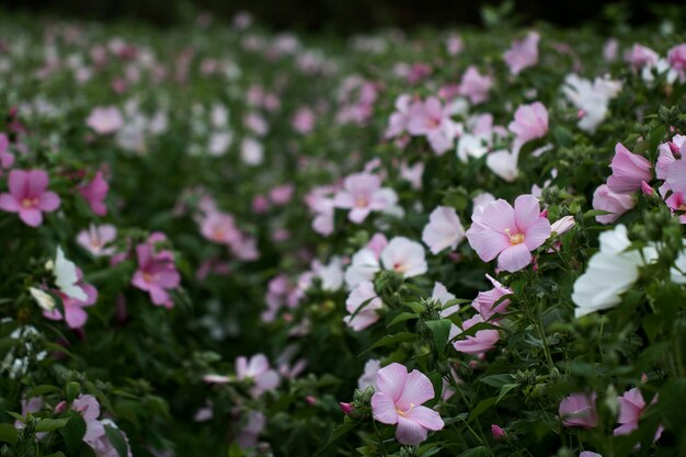 La bella rosa confederata