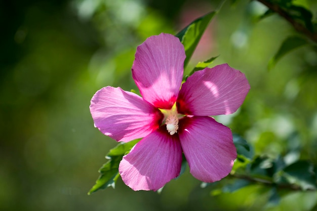 La bella rosa di Sharon