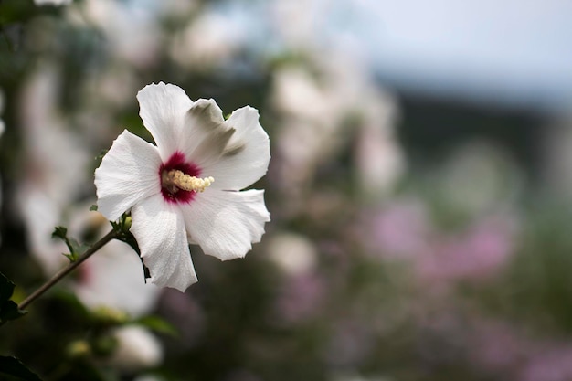 La bella rosa di Sharon