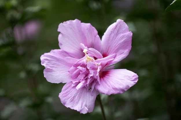 La bella rosa di Sharon