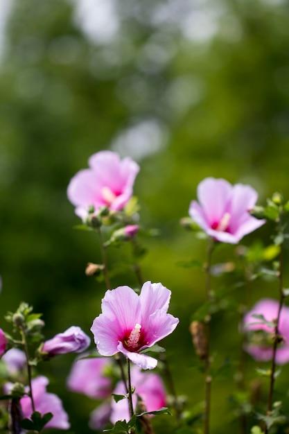 La bella rosa di Sharon