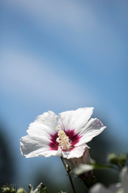 La bella rosa di Sharon