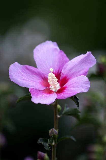 La bella rosa di Sharon