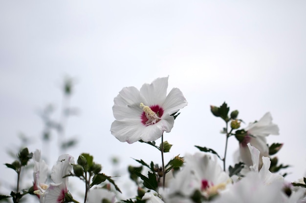 La bella rosa di Sharon