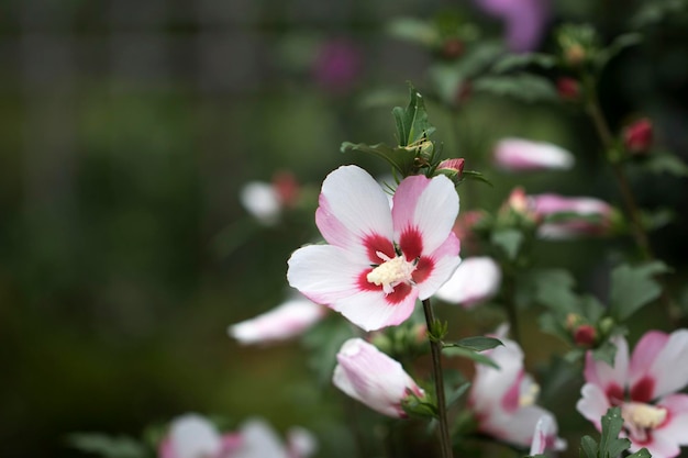 La bella rosa di Sharon