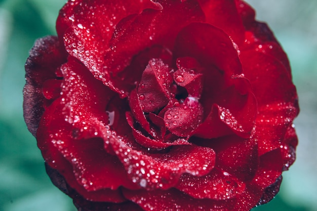 La bella rosa rossa fiorisce con le gocce dopo pioggia nell'ora legale. Giardino o parco di fioritura della molla floreale naturale ispiratrice