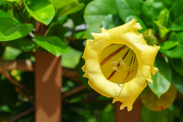 La bella Solandra grandiflora è un grande fiore giallo dorato a campana nel giardino