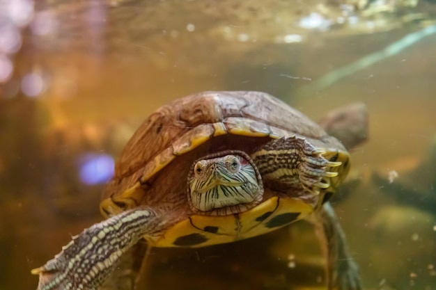 La bella tartaruga nuota nell'acqua