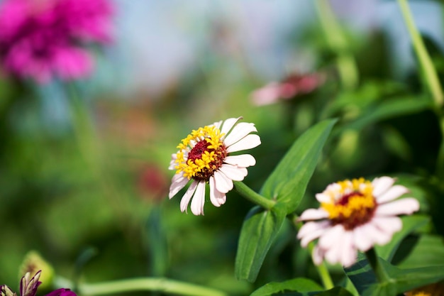 La bella Zinnia in campo