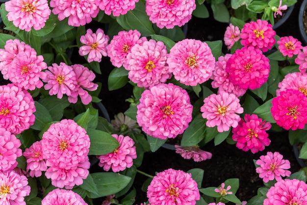 La bella zinnia rosa fiorisce il fondo