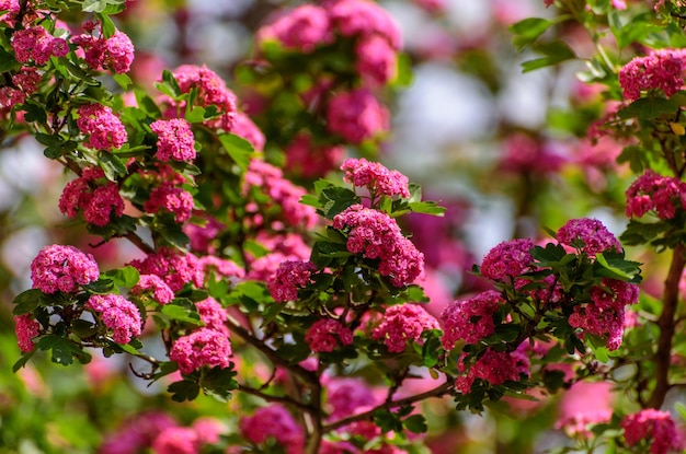 La bellezza dei fiori di Crataegus Laevigiata 39s