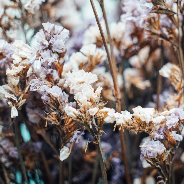 La bellezza dei fiori secchi