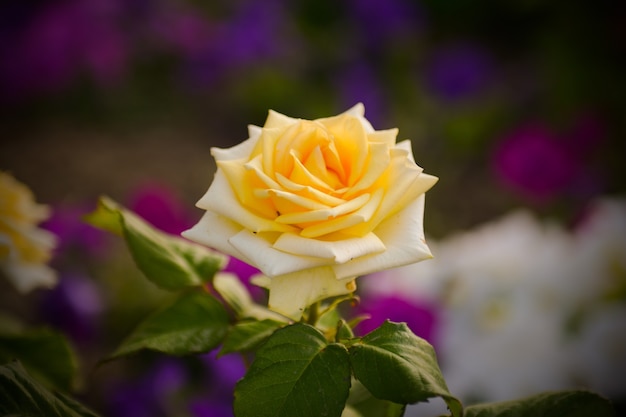 La bellezza del bocciolo di rosa